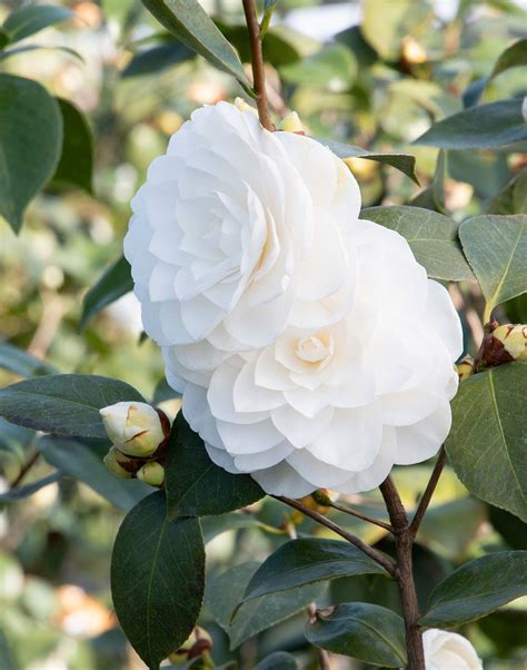 The October Spell of Camellias: Unraveling Their Mysteries